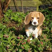 Beagle Freya