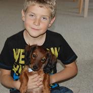 Dværggravhund Felix