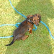 Dværggravhund Felix