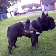 Fransk bulldog Fanto    R.I.P.