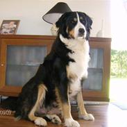 Blanding af racer mischa