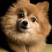 Pomeranian Mille R.I.P 7 Maj 2013