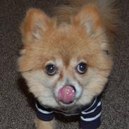 Pomeranian Mille R.I.P 7 Maj 2013