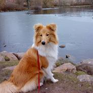 Shetland sheepdog Malou