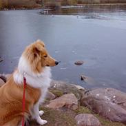 Shetland sheepdog Malou