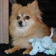 Pomeranian Mille R.I.P 7 Maj 2013