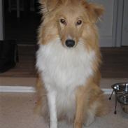 Shetland sheepdog Malou