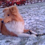 Shetland sheepdog Malou