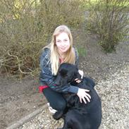 Labrador retriever Donnovan R.I.P.