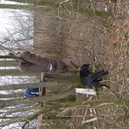 Labrador retriever Donnovan R.I.P.