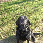 Labrador retriever Donnovan R.I.P.