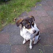 Dansk svensk gaardhund *SILKE*