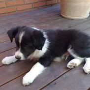 Border collie Zako 