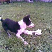 Border collie Filla