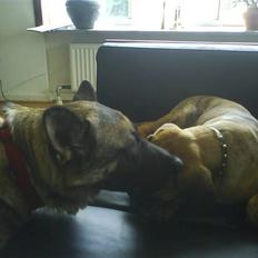 Boerboel Balder Teglborg*i himlen*