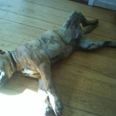 Boerboel Balder Teglborg*i himlen*