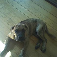 Boerboel Balder Teglborg*i himlen*