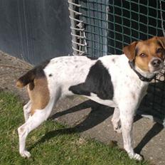 Dansk svensk gaardhund Hunderosen´s Vaks 