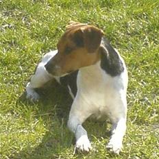 Dansk svensk gaardhund Hunderosen´s Vaks 