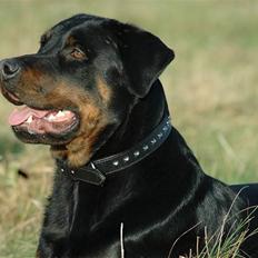 Blanding af racer Kenzo