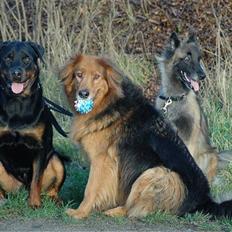 Blanding af racer Kenzo