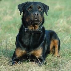 Blanding af racer Kenzo