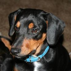 Blanding af racer Cult *SOLGT*