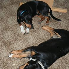 Blanding af racer Cult *SOLGT*