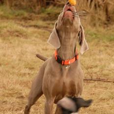 Weimaraner "Admiral (Jingo) "16.07.