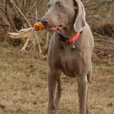 Weimaraner "Admiral (Jingo) "16.07.