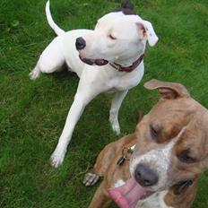 Amerikansk staffordshire terrier Kaya