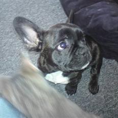 Fransk bulldog Charco