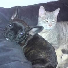 Fransk bulldog Charco