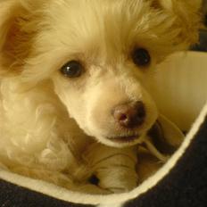 Chinese crested powder puff Yuki Athena Liv