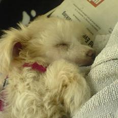 Chinese crested powder puff Yuki Athena Liv