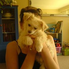 Chinese crested powder puff Yuki Athena Liv