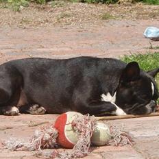 Fransk bulldog ~SOFFIE~ <3Himmelhund<3