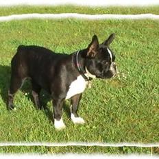 Fransk bulldog ~SOFFIE~ <3Himmelhund<3