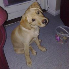 Labrador retriever Maggie