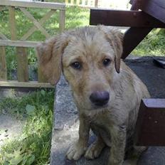 Labrador retriever Maggie