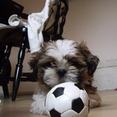 Shih tzu Diego