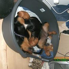 Rottweiler Freja .. R.I.P<3<3<3<3