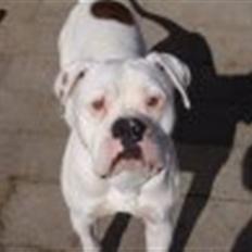 Amerikansk bulldog samson