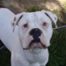 Amerikansk bulldog samson