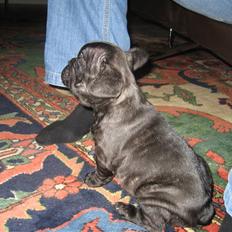 Fransk bulldog Berta