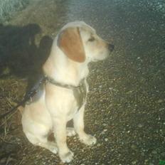 Blanding af racer Liva (Himmelhund) 