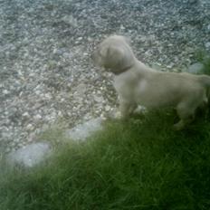 Blanding af racer Liva (Himmelhund) 