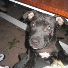 Staffordshire bull terrier Tiger