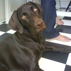 Blanding af racer Dumle