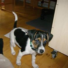 Dansk svensk gaardhund Cocio